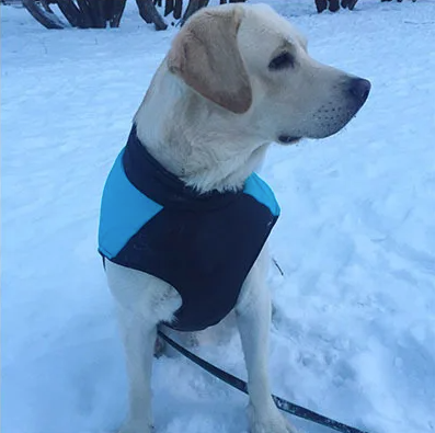 AquaShield Canine Coat