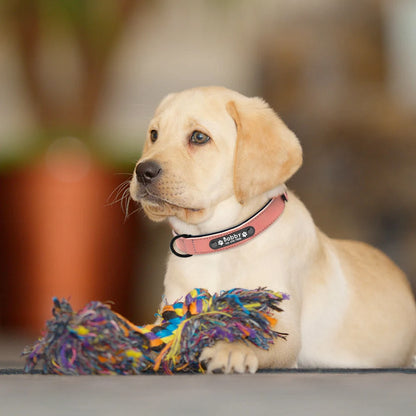 Personalised Dog Collar