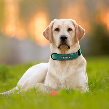 Personalised Dog Collar